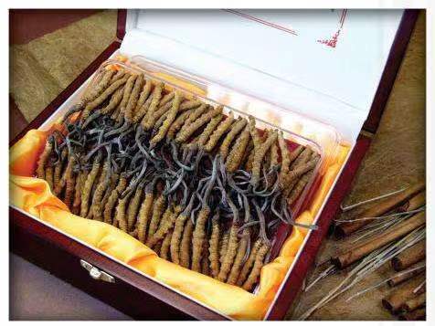 龙沙冬虫夏草回收